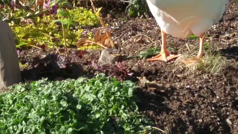 Sam tries to eat a succulent