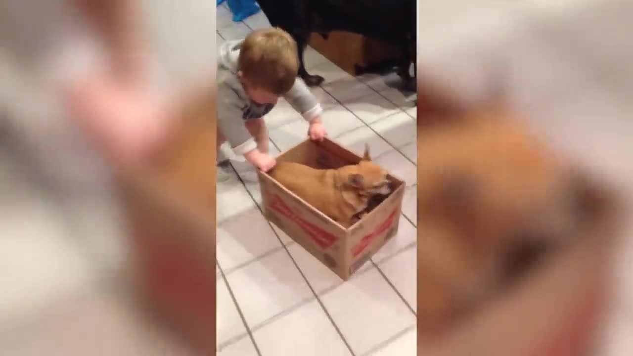 cute dog having a Box ride from a CUTE little baby,