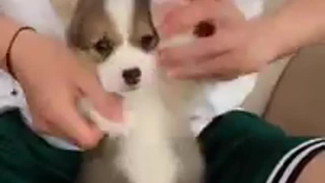 baby dog ​​dancing