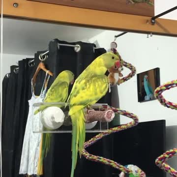 Parrot practices social distancing by hugging mirror reflection