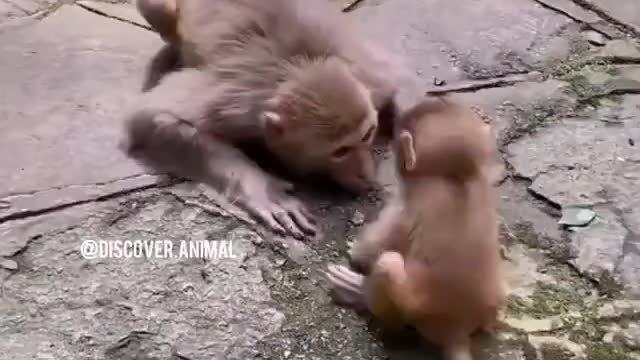 The way this mother monkey connects with her baby is exactly how a loving human mother would.orth
