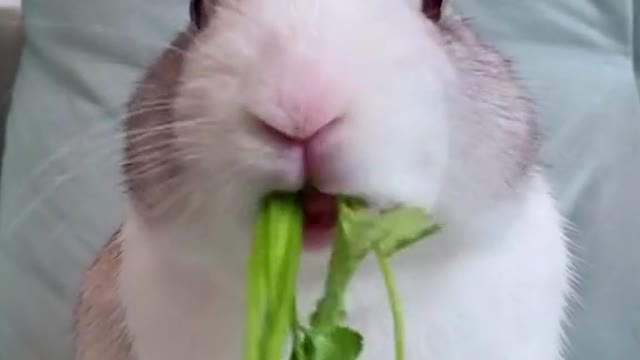 Adorable Bunny eats coriander🐇🐇🐇🐇