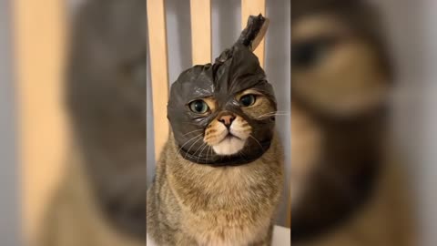 cute animals make you laugh🤣🤣🤣