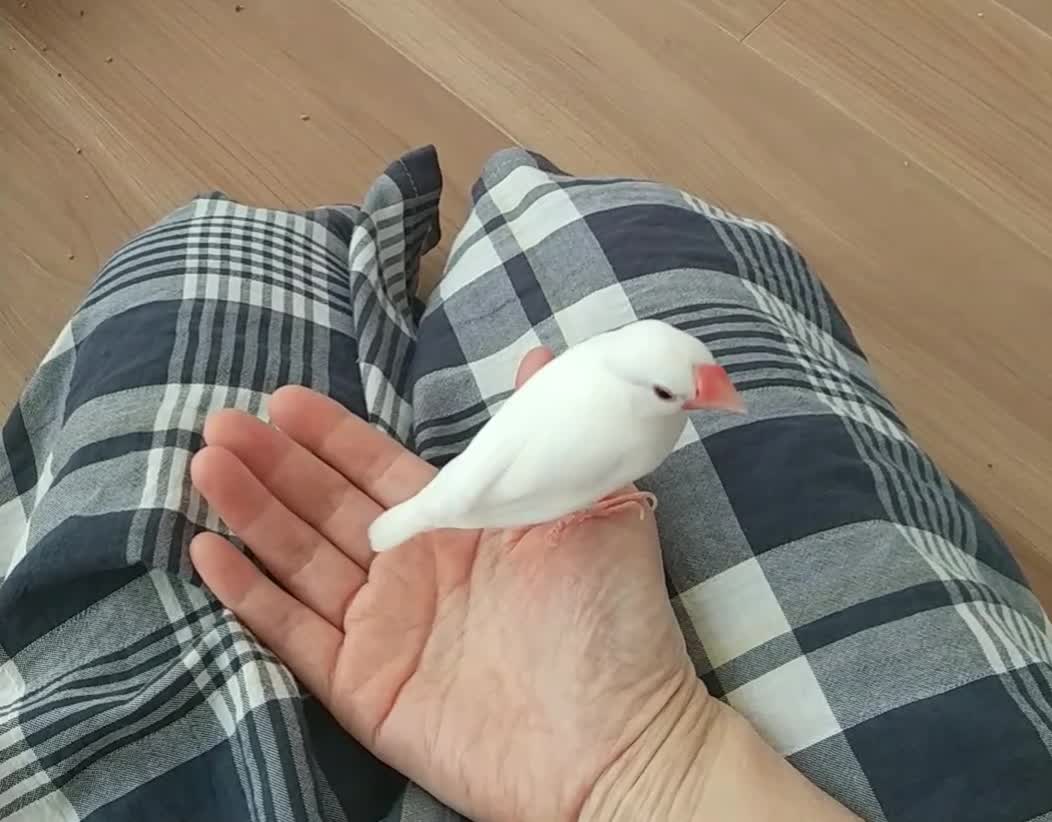 生後６ヶ月になったアロハ