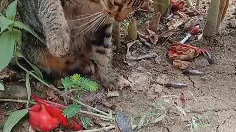 cat vs lizard