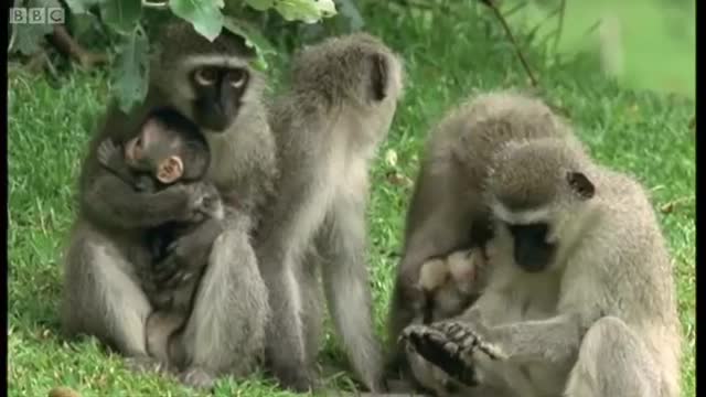 these adorable monkey babies are so playful