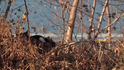 What are two cats doing hiding?