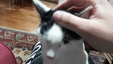 My cat Cheda enjoys the petting. Adorable face