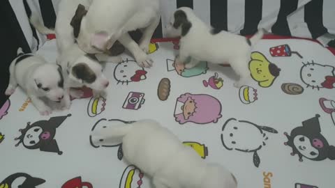 very cute baby dogs