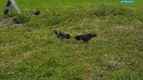 hen fight.. they are funny