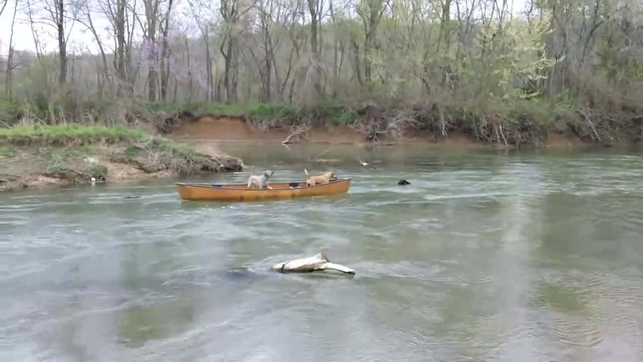 Heroic Dog Rescues Two Dogs Trapped In A Moving Kayak