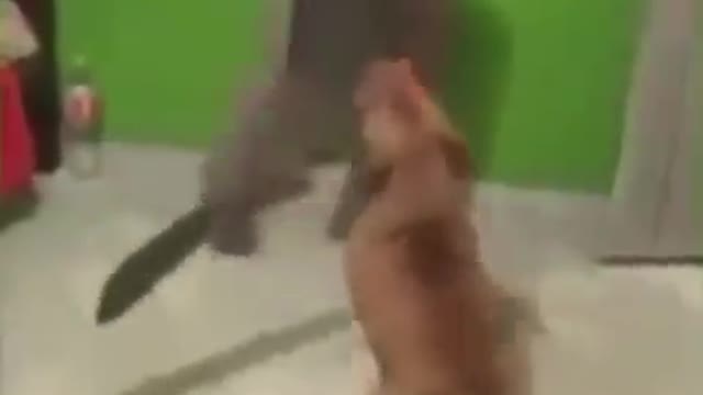 Samurai Dog fighting with a sword🐕‍🦺