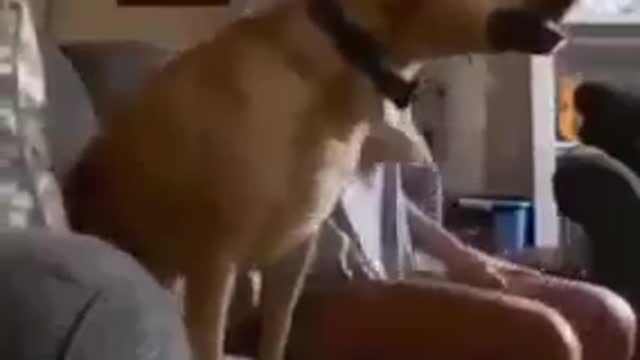 Dog funny watch Football