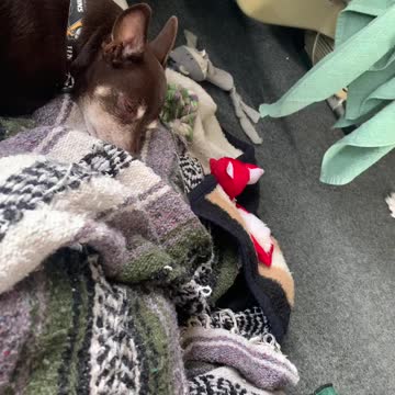 Good boy Chester kane