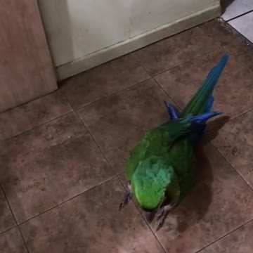 Inteligente loro es más astuto que su dueña