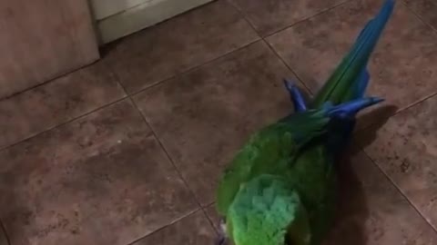 Inteligente loro es más astuto que su dueña