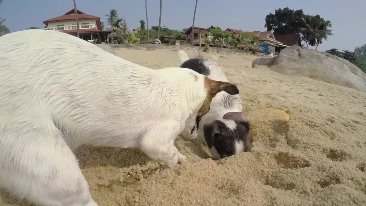 Two Dogs Playing at Beach Digging in Sand. Slow Motion