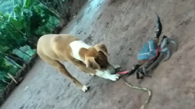 Dog Playing With Crap