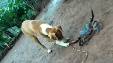 Dog Playing With Crap