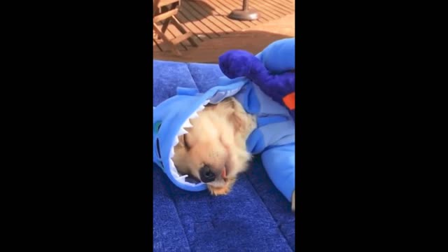 Cute Puppy Sleeping! Cute doggo video! OMG Insane Cute