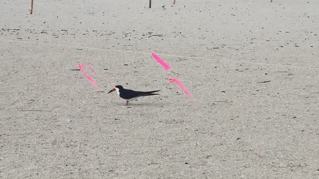 Skimmer Nesting Area 2021 St Pete Beach