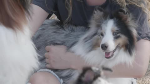 Woman Spending Time with Dogs