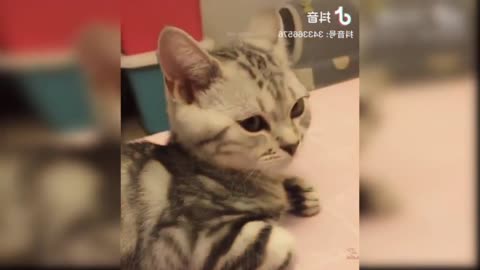 Awesome SO Cute Cat! Cute and Funny Cat Videos to Keep You Smiling!#5