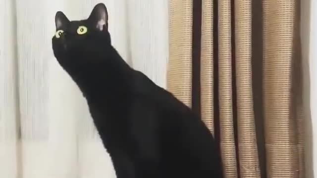 The cat listen to classic music !!!