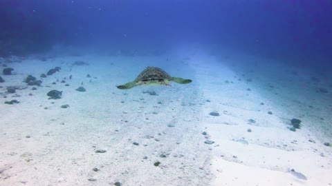 turtle-swimming-in-the-ocean