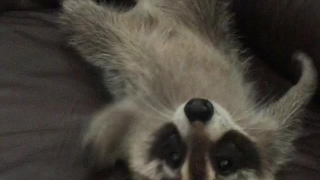 attack of the baby raccoon
