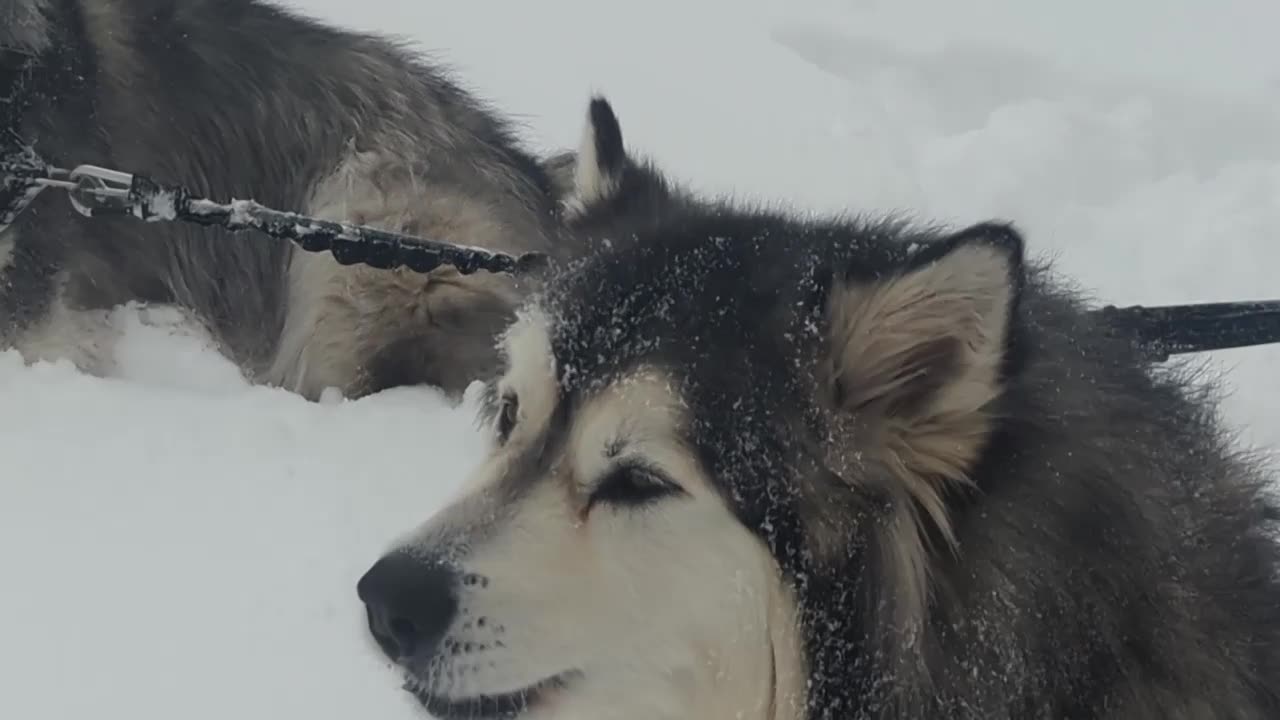 First 2024 Snow Howl!