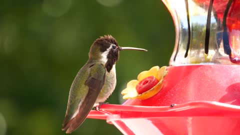 Hummingbirds