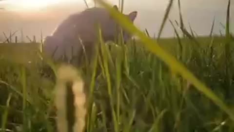 lively cat
