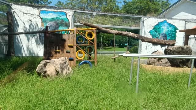 The Gorilla Gym