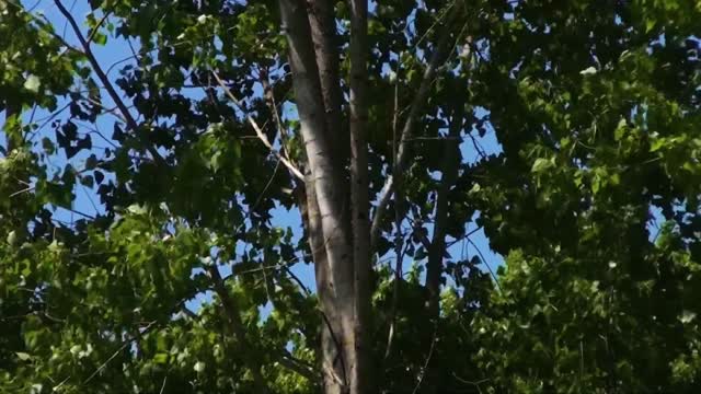 Sound of wind through the trees