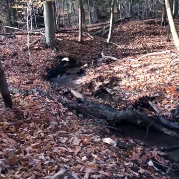 Sutton’s Bay Maple Shack