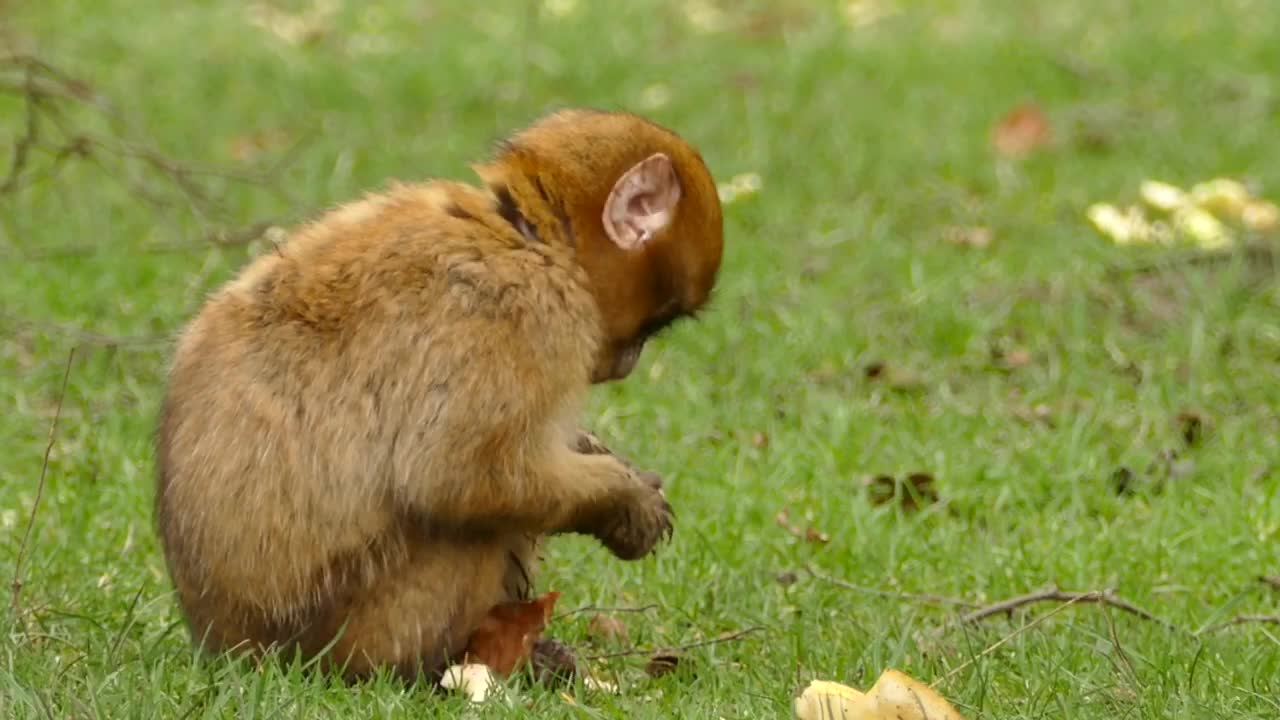 Hungry Monkey 🐵 eat Fruits