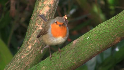 Robin - Sound (NATURE)