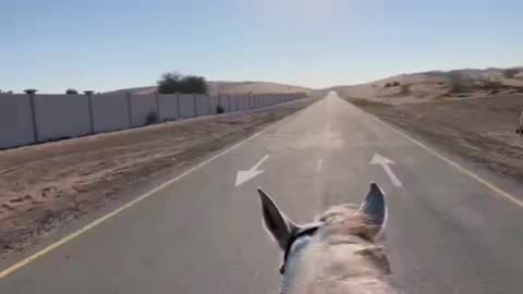 Dubai Horse riding