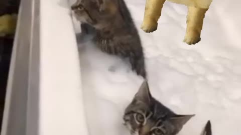 Cat is bath time
