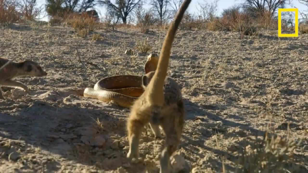 L'affrontement between a baby suricate and a cobra du Cap déclenche an assaut