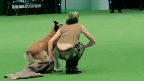 Dog training