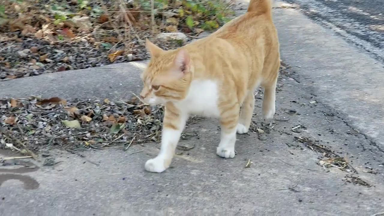 20241002 105057 KJ Molested Barely