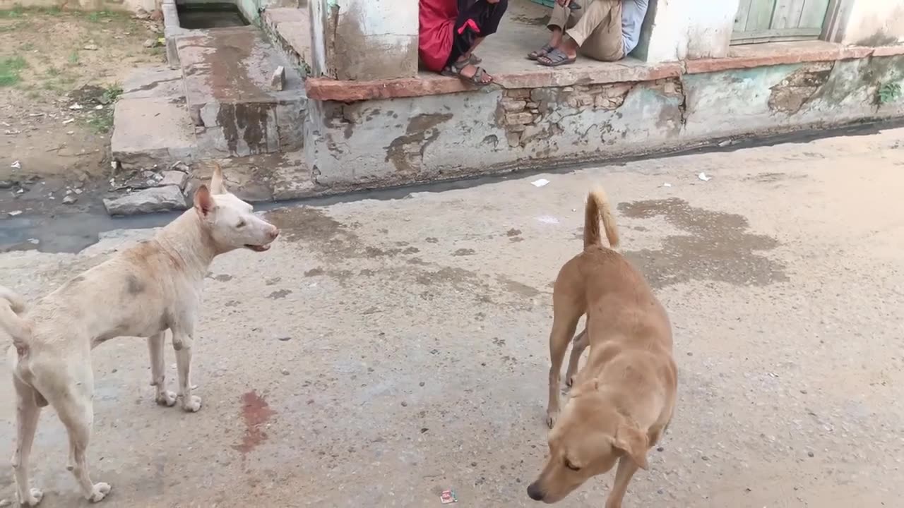 Street- Dogs- Fun