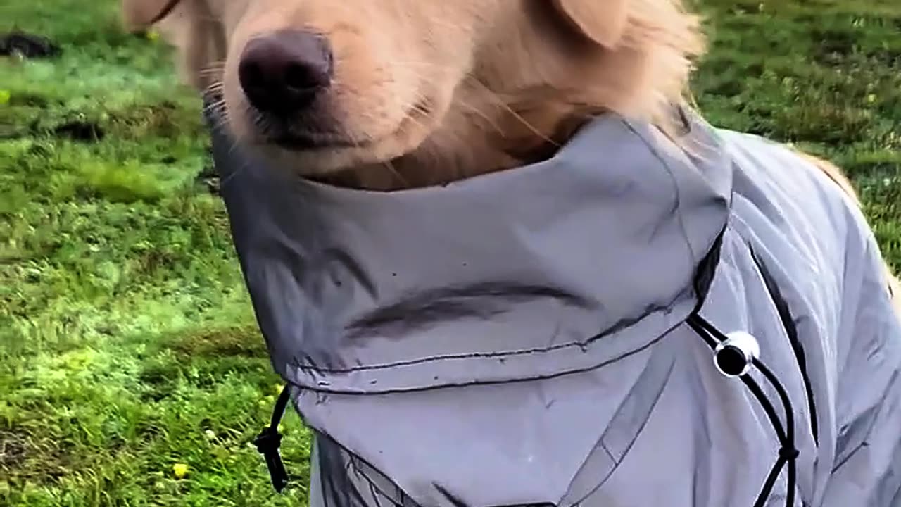 I am a dog who loves traveling