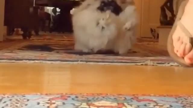 Funny Little Animals
