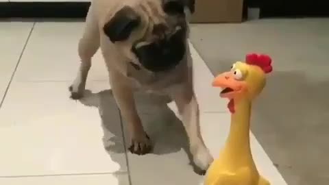 funny dog ​​playing scared