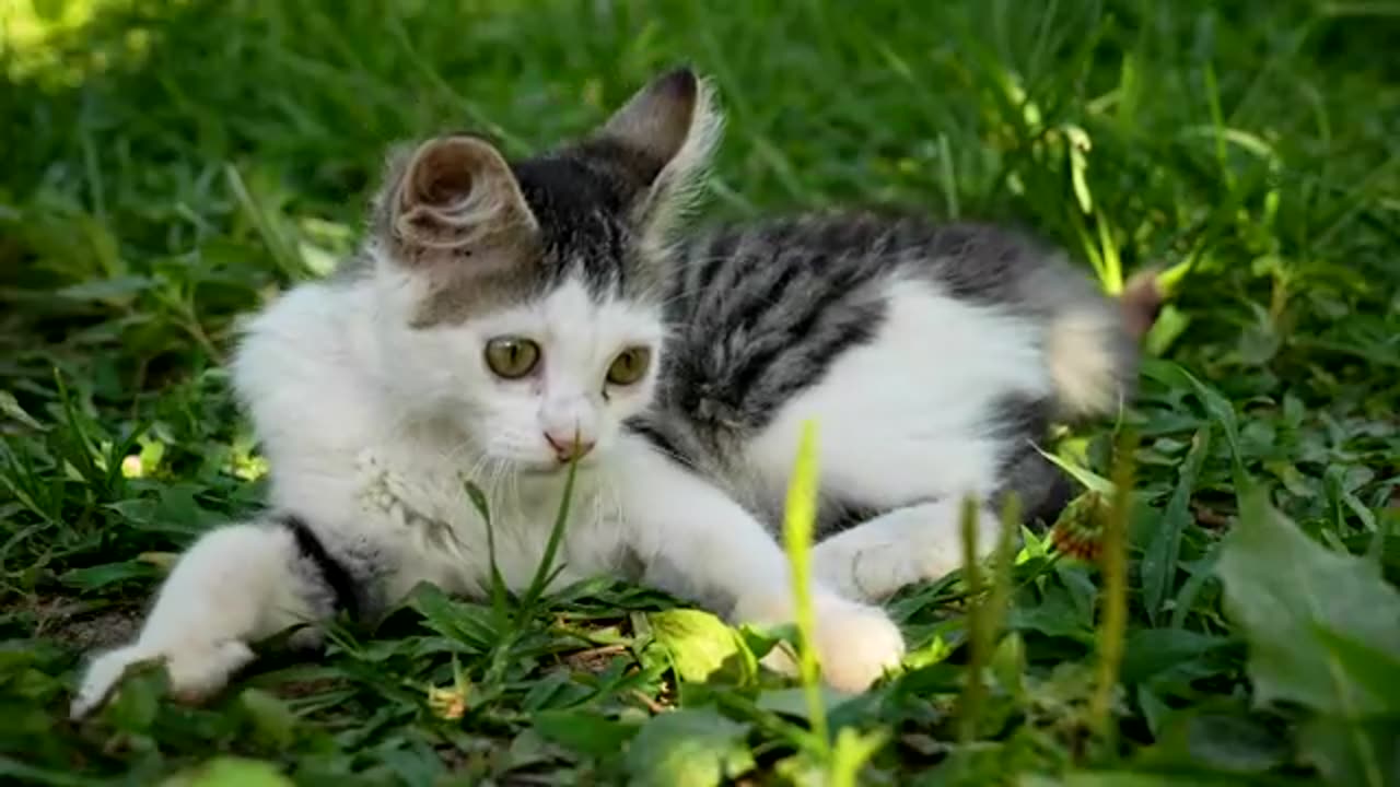 funny cat video