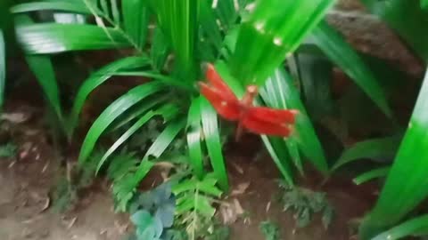 A beautiful dragonfly | when I try to catch