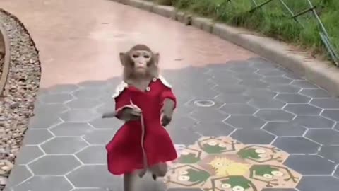 My pet is a monkey in a red dress all the time